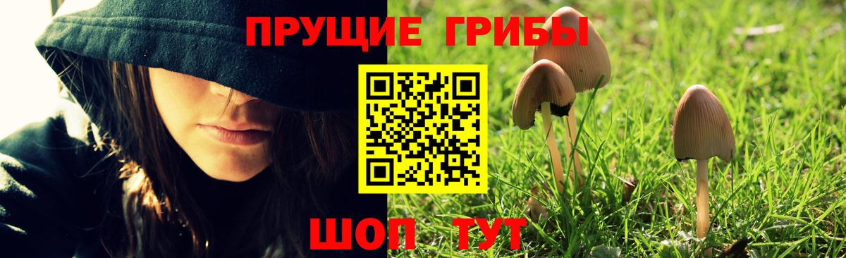 Псилоцибиновые грибы GOLDEN TEACHER  Псилоцибиновые грибы Psilocybe  Кувандык  Вход с VPN 